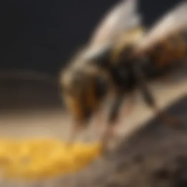 Natural Wasp Repellent