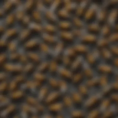 Understanding Wasp Behavior Illustration depicting wasp behavior patterns