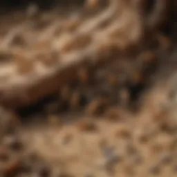 A close-up view of Neuse termites in their natural habitat