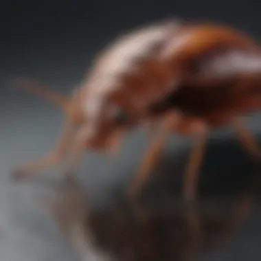 Safe Treatment Alternatives Non-toxic bed bug treatment options