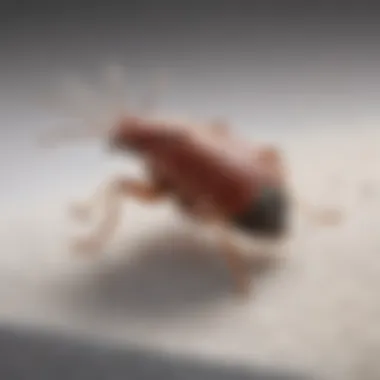 Hypoallergenic Formula for Gentle yet Powerful Bed Bug Eradication Non-Toxic Bed Bug Spray