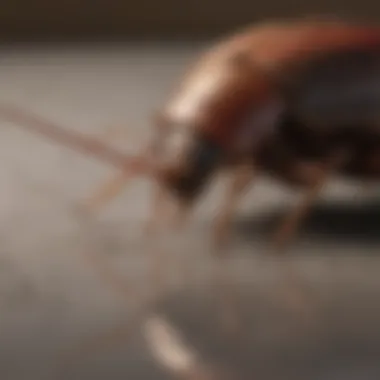Elegant Pest Control Solution Elegant Pest Control Solution