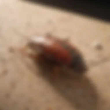 Mastering the Art of Bug Bomb Warfare Optimizing Bug Bombs for Bed Bug Combat