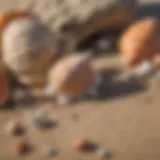 Natural Pest Repellent with Seashells
