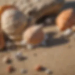 Natural Pest Repellent with Seashells