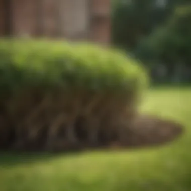 Roots of Strength: Nurturing Your Lawn from the Ground Up Healthy Roots System of a Lawn