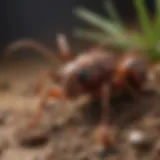 Organic Pest Control for Fire Ant Mound