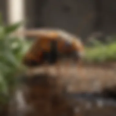 Sustainable Pest Control Solutions for Norwich Residents Organic pest control products and tools