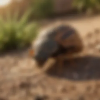 Organic Pest Control Methods in Sierra Vista AZ Organic Pest Control Methods in Sierra Vista AZ