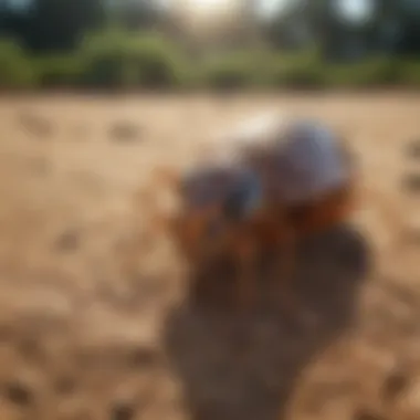 Advanced Termite Detection Technology by Orkin Advanced Termite Detection Technology by Orkin