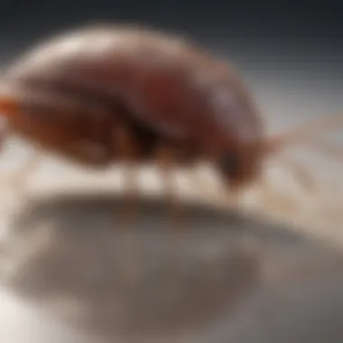 Professional Bed Bug Treatment in Action A technician conducting a bed bug treatment
