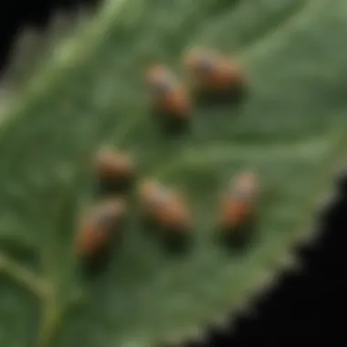 A microscopic view of clover mites on a leaf