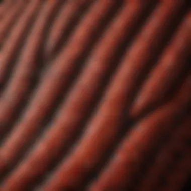 Intricate Patterns of Orkin Snake Scales Close-up of Orkin Snake's Distinctive Scales
