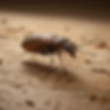 Orkin technician performing termite inspection in Greenville, NC