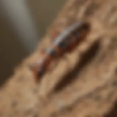 Cutting-Edge Termite Inspection Technology Orkin's Cutting-Edge Termite Inspection Technology