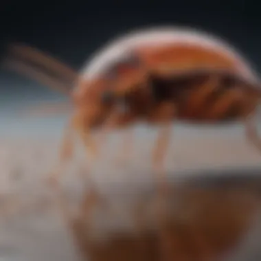 Application Technique Visualization of Ortho Home Defense Max application process on bed bugs