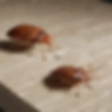 Infestation Levels Comparison Comparison of bed bug infestation levels before and after using Ortho Home Defense Max