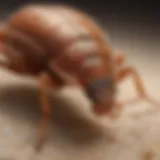 A microscopic view of bed bugs affected by Ortho Home Defense Max