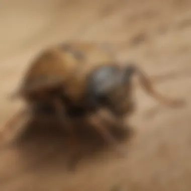 Diagram illustrating common pest problems in New Castle