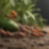 Evolution of Pest Lifecycle Illustration depicting the lifecycle of common household pests