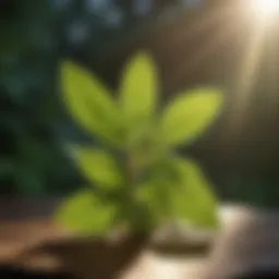 Peppermint leaves in sunlight
