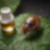 Peppermint oil bottle with bed bug on leaf