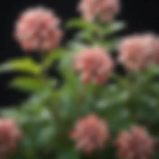 Peppermint plant in full bloom