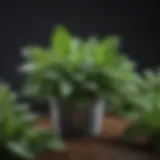 Lush Peppermint Plant Peppermint plant with vibrant green leaves