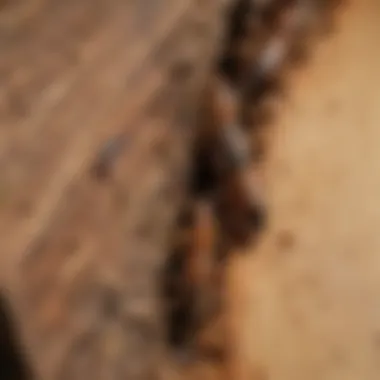 Close-up of termite infestation causing damage to wooden structure