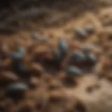 Common pests found in Centerton, AR
