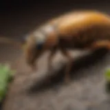 Common pests found in Conshohocken, PA