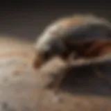 A close-up of a common pest found in Detroit's residential areas