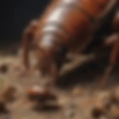 Pest control professional inspecting German cockroach nest