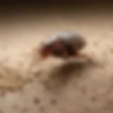 Pest Control Powder Application