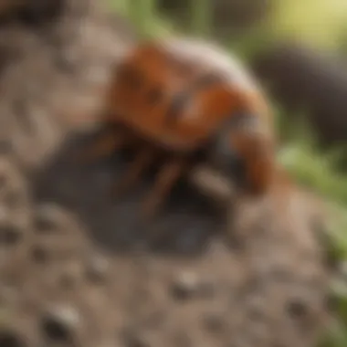 Detecting Early Signs of Pest Infestation Pest Infestation Signs in Beavercreek Ohio