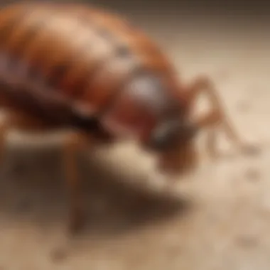 Skin Reactions to Big Bed Bug Bites Illustration depicting physical effects of big bed bug bites on skin