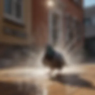 Avoidance of Motion-Activated Sprinklers Pigeon deterred by motion-activated sprinkler