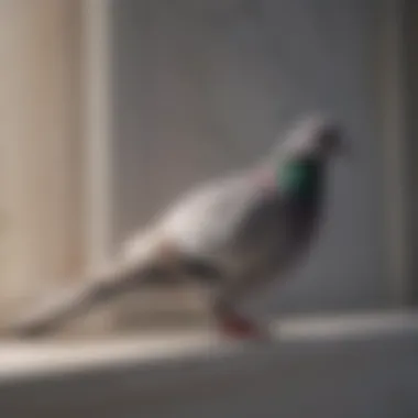 Pigeon repellent gel applied around air conditioner