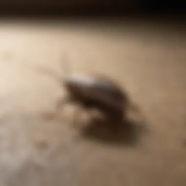 Proper Placement of Glue Trap for Roaches Placement of glue trap for roaches