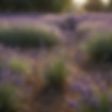 Lavender: The Scent that Deters A flourishing patch of lavender, an effective barrier against groundhogs.