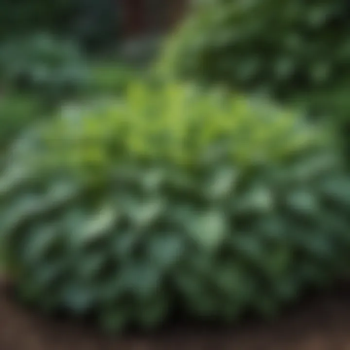Thickly planted hostas in a garden, which groundhogs avoid.