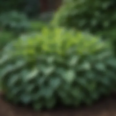 Hostas: A Groundhog-Free Zone Thickly planted hostas in a garden, which groundhogs avoid.