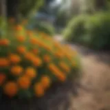 Vibrant marigolds in a garden setting known to deter groundhogs.