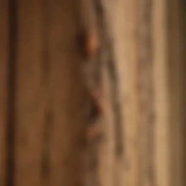 Exterminator examining termite damage on wooden structure