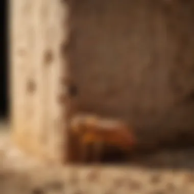 Precision Detection of Termite Infestations with Infrared Technology