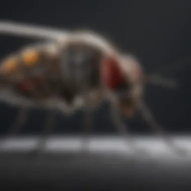 Precision Mosquito Inspection