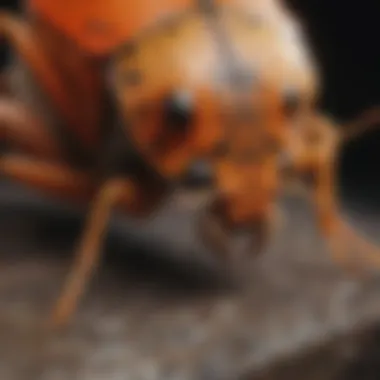 Natural Predators of Shield Bugs