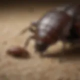 Predatory beetle hunting bed bugs