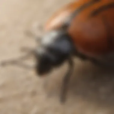 Effective Strategies to Safeguard Against Carpet Beetle Infestations Preventing Carpet Beetle Infestations