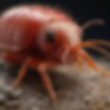 Proactive Strategies to Avoid Red Mite Infestations Preventive Measures Against Red Mites
